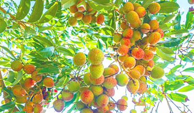 乐东“桂花香”荔枝易开花..