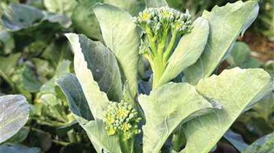 西兰苔在陵水成功试种 海南冬季瓜菜产业升级添新亮点