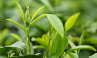 白沙绿茶:“海南鲜品”区域公用品牌矩阵的一抹亮色