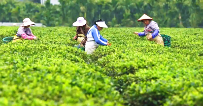 早春时节，白沙原生态茶园小镇茶园里茶农忙采摘