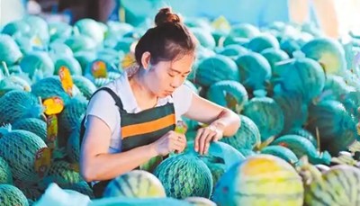 定安石头地里长出的西瓜，脆甜脆甜直接运往岛外市场