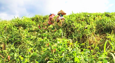 五指山立足生态育好茶，小茶叶要成就大产业