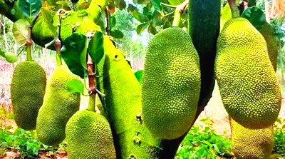 打造区域公用品牌，让保亭菠萝蜜知名度更高