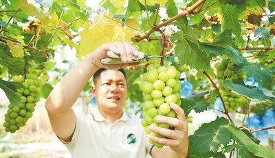 儋州首批试验田“阳光玫瑰”葡萄喜获丰收