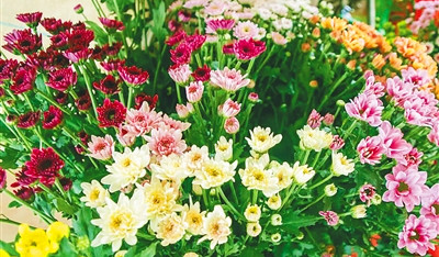 东方鲜切菊36小时内抵达日韩市场