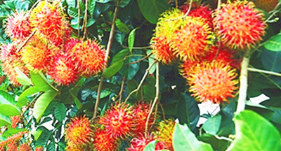 保亭：深耕热带沃土，结出富民金果