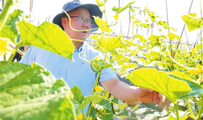 三亚以优质鲜蔬保障全国冬季市场供应