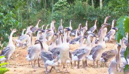 琼海温泉鹅产业链价值链迎来攀升新机遇