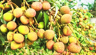 陵水早熟荔枝抢鲜上市 北..