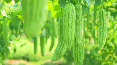 屯昌枫木苦瓜丰收上市 政企联动护航“黄金瓜”