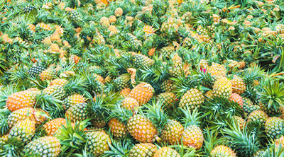 海口琼山大坡镇金钻凤梨丰收上市 订单农业护航“甜蜜果”