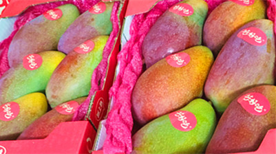 三亚福返贵妃芒果出口加拿大 品牌国际化布局迈出新步伐