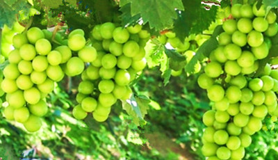 三亚天涯区阳光玫瑰葡萄即将上市 百亩果园飘香待客来